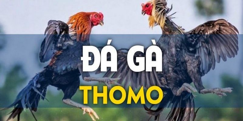 Giới thiệu đá gà trực tuyến Thomo