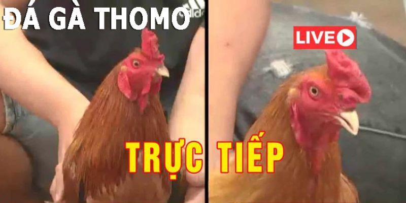 Đặt cược đá gà trực tuyến Thomo QH88