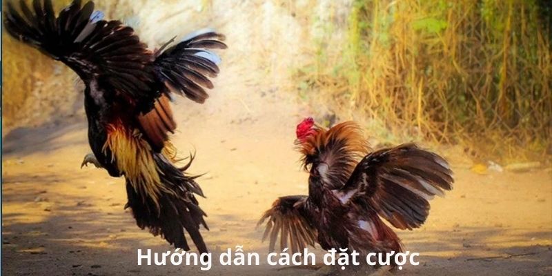 Hướng dẫn chi tiết khi đặt cược